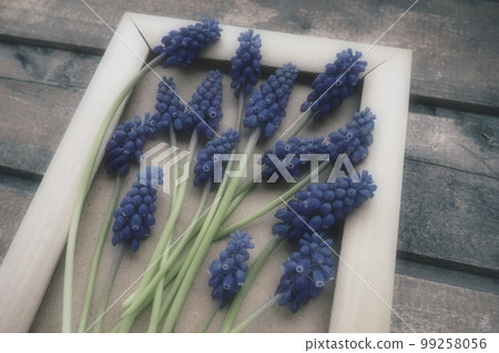 Blue spring flowers on a wooden photo frame. Muscari armeniacum on a wooden background. Bright postcard, congratulations. Copy space still life flat lay. Retro vintage style. Armenian grape hyacinth. 99258056
