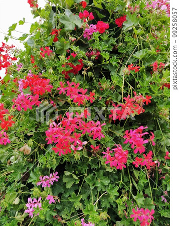 Blooming red and pink ivy geranium pelargonium in the vertical design of landscaping of streets and parks. Beautiful large pelargonium geranium flowers and green leaves. Floriculture and horticulture  99258057