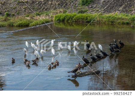 鴨川中的一群大鸕鶿、wigeons 和白鷺 99258427