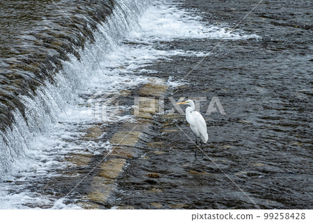 Great Egret in the Kamo River 99258428