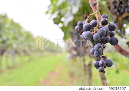 Vineyard for wine 99258897