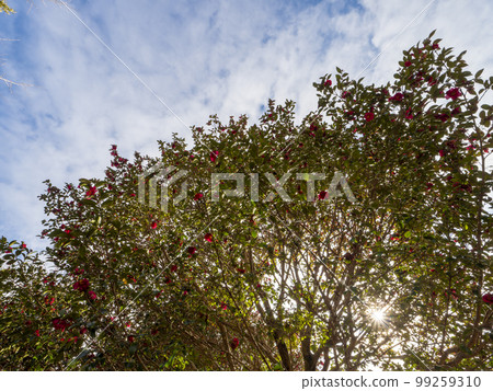 被朝陽照亮的茶梅樹 99259310