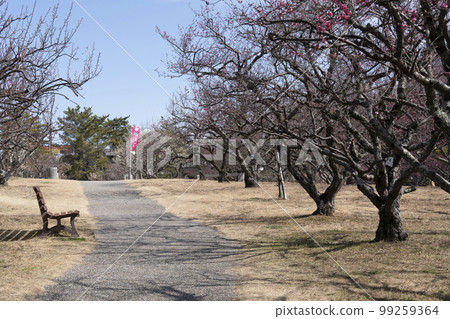 Minami Park Aoi Bairin (Okazaki City) where plum blossoms have begun to bloom 99259364