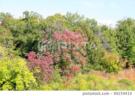 彩色的Nankin陰霾葉子 99259419