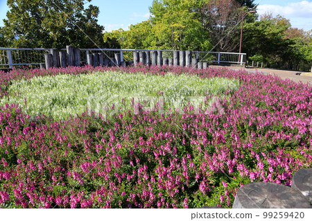 Angelonian花 99259420