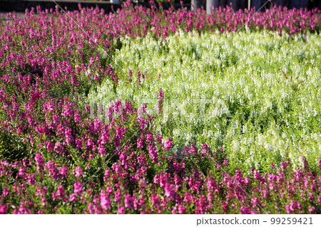 Angelonian花 99259421