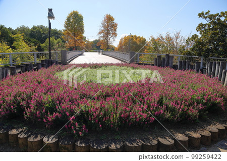 Angelonian flowers 99259422