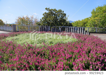 Angelonian flowers Angelonian flowers 99259423