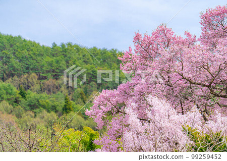 [Cherry blossom material] A single cherry blossom blizzard at Kaminodaira Castle Ruins in Minami Shinshu [Nagano Prefecture] 99259452