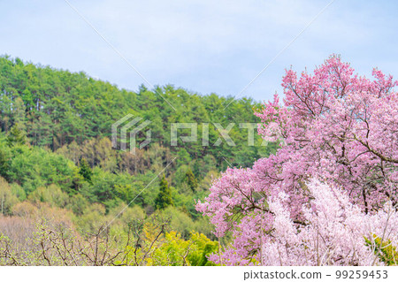 [Cherry blossom material] A single cherry blossom blizzard at Kaminodaira Castle Ruins in Minami Shinshu [Nagano Prefecture] 99259453
