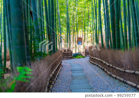 [新鮮綠色材料]鎌倉市法國寺竹園[神奈川縣] 99259577