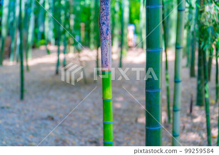 [Fresh green material] Bamboo garden at Hokokuji Temple, Kamakura City [Kanagawa Prefecture] 99259584