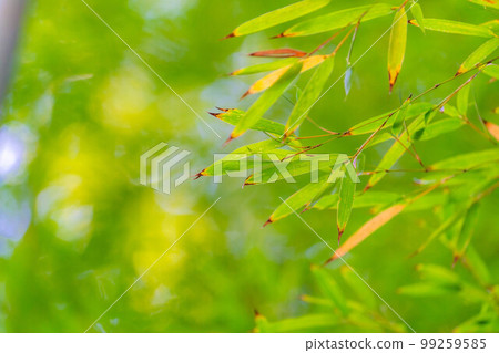 [Fresh green material] Bamboo garden at Hokokuji Temple, Kamakura City [Kanagawa Prefecture] 99259585