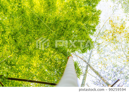 [Fresh green material] Bamboo garden at Hokokuji Temple, Kamakura City [Kanagawa Prefecture] 99259594