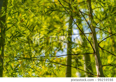 [Fresh green material] Bamboo garden at Hokokuji Temple, Kamakura City [Kanagawa Prefecture] 99259598
