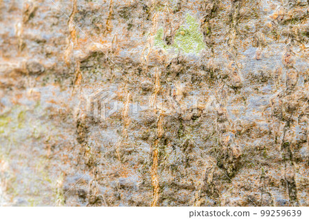 [Natural material] Beech tree bark [Nagano Prefecture] 99259639