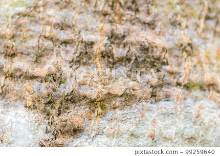 [天然材料] 山毛櫸樹皮 [長野縣] 99259640