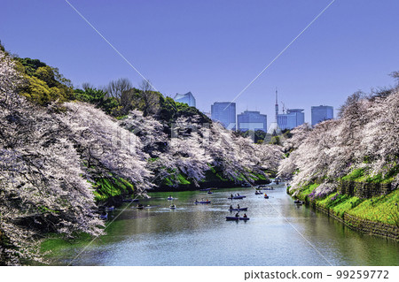 Sakura in full bloom in Chidori-gabuchi, Tokyo Sakura in full bloom in Chidori-gabuchi, Tokyo 99259772