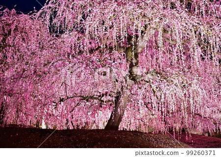 Weeping plum of the night 99260371