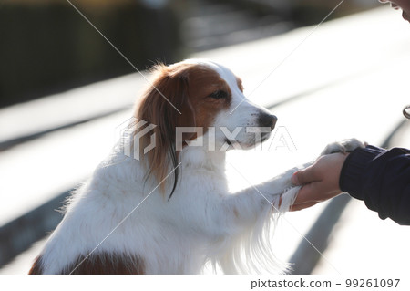 Kooikerhondje shaking hands in the park Kooikerhondje shaking hands in the park 99261097