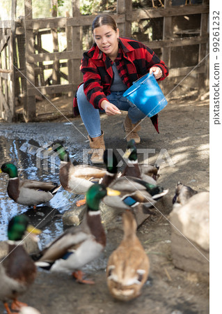 Young woman feeds domestic ducks on shore of man-made pond in the backyard of farm 99261232