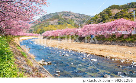 Kawazu Sakura (Kawatsu Town) Kawazu Sakura (Kawatsu Town) 99261296
