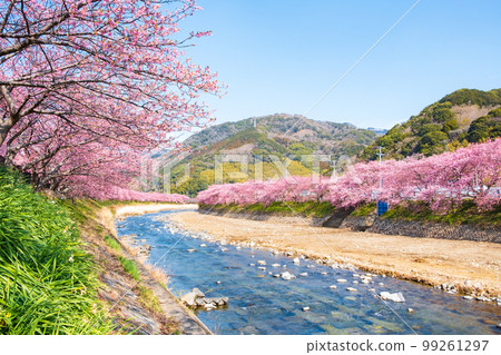 Kawazu Sakura (Kawatsu Town) 99261297