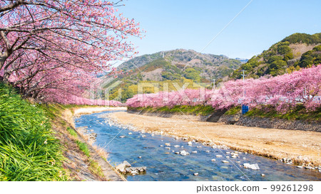 Kawazu Sakura (Kawatsu Town) 99261298