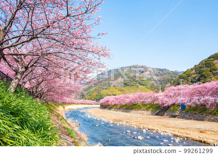 Kawazu Sakura (Kawatsu Town) 99261299