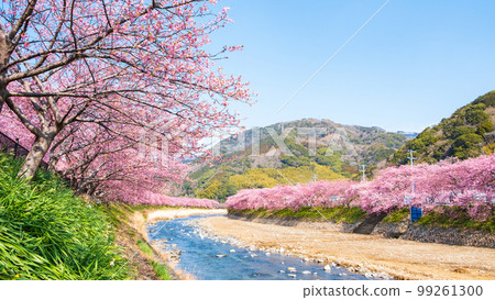 Kawazu Sakura (Kawatsu Town) 99261300