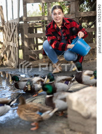 Female farmer feeds domestic ducks on shore of man-made pond in the backyard of farm Female farmer feeds domestic ducks on shore of man-made pond in the backyard of farm 99261340