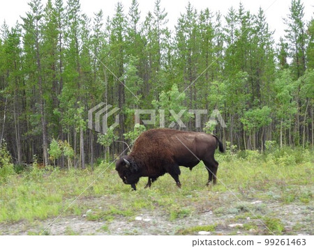 Wild Buffalo 99261463