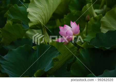 Gwangokji Pond Lotus Hahaji-dong 始興市京畿道 99262020