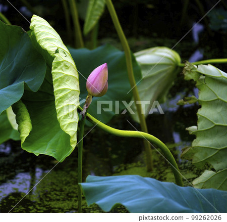 Gwangokji Pond Lotus Hahaji-dong 始興市京畿道 Gwangokji Pond Lotus Hahaji-dong 始興市京畿道 99262026