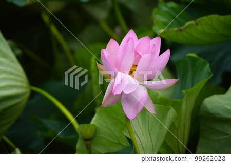 Gwangokji Pond Lotus Hahaji-dong 始興市京畿道 Gwangokji Pond Lotus Hahaji-dong 始興市京畿道 99262028