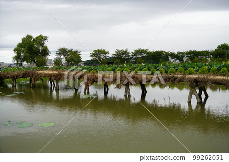 Gwangokji Pond Lotus Hahaji-dong 始興市京畿道 Gwangokji Pond Lotus Hahaji-dong 始興市京畿道 99262051