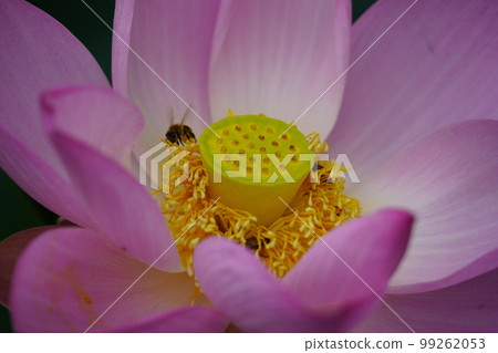 Gwangokji Pond Lotus Hahaji-dong 始興市京畿道 Gwangokji Pond Lotus Hahaji-dong 始興市京畿道 99262053