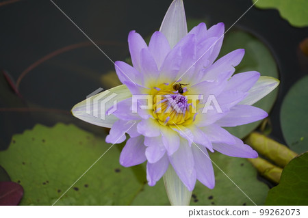 Gwangokji Pond Lotus Hahaji-dong Siheung-si Gyeonggi-do 99262073