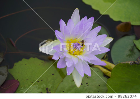 Gwangokji Pond Lotus Hahaji-dong Siheung-si Gyeonggi-do 99262074