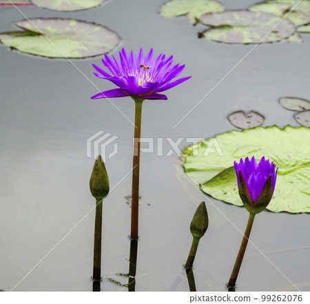 Gwangokji Pond Lotus Hahaji-dong 始興市京畿道 Gwangokji Pond Lotus Hahaji-dong 始興市京畿道 99262076