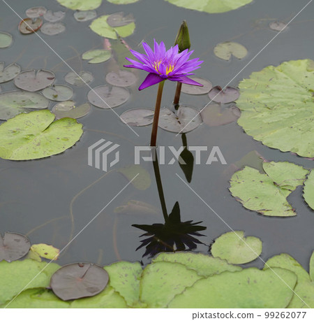 Gwangokji Pond Lotus Hahaji-dong 始興市京畿道 99262077