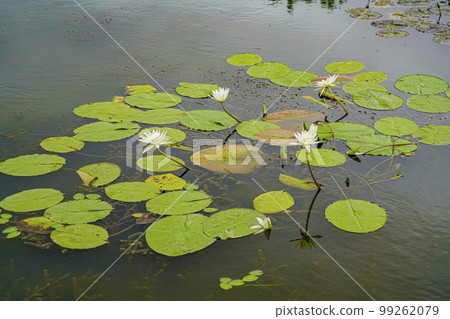 Gwangokji Pond Lotus Hahaji-dong Siheung-si Gyeonggi-do 99262079