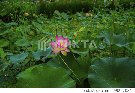 Gwangokji Pond Lotus Hahaji-dong Siheung-si Gyeonggi-do Gwangokji Pond Lotus Hahaji-dong Siheung-si Gyeonggi-do 99262084