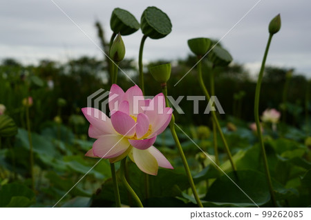 Gwangokji Pond Lotus Hahaji-dong 始興市京畿道 Gwangokji Pond Lotus Hahaji-dong 始興市京畿道 99262085