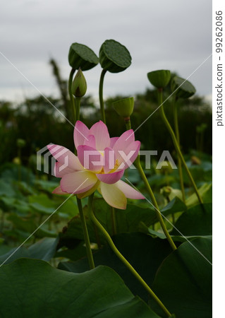 Gwangokji Pond Lotus Hahaji-dong 始興市京畿道 Gwangokji Pond Lotus Hahaji-dong 始興市京畿道 99262086
