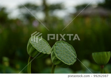 Gwangokji Pond Lotus Hahaji-dong Siheung-si Gyeonggi-do 99262087