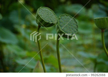 Gwangokji Pond Lotus Hahaji-dong Siheung-si Gyeonggi-do Gwangokji Pond Lotus Hahaji-dong Siheung-si Gyeonggi-do 99262088