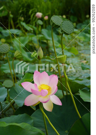 Gwangokji Pond Lotus Hahaji-dong 始興市京畿道 Gwangokji Pond Lotus Hahaji-dong 始興市京畿道 99262089
