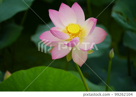 Gwangokji Pond Lotus Hahaji-dong Siheung-si Gyeonggi-do Gwangokji Pond Lotus Hahaji-dong Siheung-si Gyeonggi-do 99262104