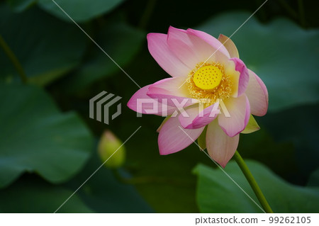 Gwangokji Pond Lotus Hahaji-dong Siheung-si Gyeonggi-do Gwangokji Pond Lotus Hahaji-dong Siheung-si Gyeonggi-do 99262105